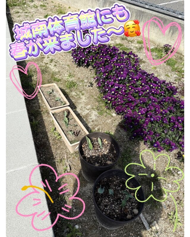 ☀️
こんにちは😊

少しずつ春のぬくもりを感じる暖かな日が増えてきましたね。

城南体育館の花壇では、ビオラが元気に咲き、
新しく仲間入りしたチューリップも、ゆっくりと春の準備をしています。🌷

まだ小さなつぼみですが、これからどんな花を咲かせてくれるのか
とても楽しみです。
日々、少しずつ成長していく姿を、ぜひ来館の際にのぞいてくださいね🌷

小さな春が、ここにあります。

◆問い合わせ先◆
〒814-0104　
福岡市城南区別府６丁目１４番２２号
福岡市立城南体育館
TEL：092-851-0303

#城南体育館 #詳しくはHPにて #スポーツ #スポーツ教室 #城南区 #福岡市 #福岡スポーツNEXTパートナーズ #福岡フラワーショー #一人一花運動 #チューリップ #ビオラ #春
#花壇
