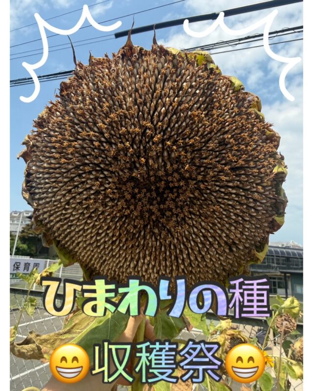✨️
🌻ひまわりの種を収穫しました🌻

まだまだ厳しい暑さが続いていますね🌞
今年の夏、城南体育館ではひまわりを植えました🌻
みなさん、咲いているひまわりを見ていただけましたか？

水やりをしていると、
「きれいに咲いてるね！」
「大きくなったね！」
「明日が楽しみだね！」
など、利用者のみなさまから毎日のように声をかけていただきました🌼
ひまわりをきっかけに、みなさんと会話が生まれた事が、スタッフ一同とてもうれしかったです😊
たくさんのひまわりの種が収穫できましたので、来年も皆さまに楽しんでいただけたらいいなあと思っています😊

これからもスポーツだけではなく、地域のみなさまに身近に感じていただける体育館を目指してまいります。

◆問い合わせ先◆

〒814-0104　
福岡市城南区別府６丁目１４番２２号
福岡市立城南体育館
TEL：092-851-0303

#城南体育館 #詳しくはHPにて #スポーツ #スポーツ教室 #城南区 #福岡市 #福岡スポーツNEXTパートナーズ #ひまわり #夏の思い出　#地域交流